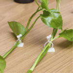 Plant Climbing Wall Clip Invisible - Image 5