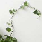 Plant Climbing Wall Clip Invisible - Image 13