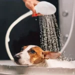 Spray Hose For Dog Shower - Image 5