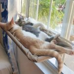 Sunny Spot Cat Hammock - Ultimate Window Perch Bed - Image 4
